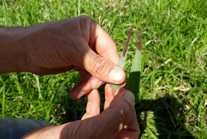 Perda da rentabilidade causada por carrapatos é desafio para a bovinocultura