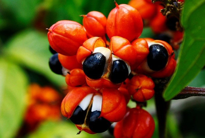 Brasil lança primeira cultivar de guaraná propagada por semente