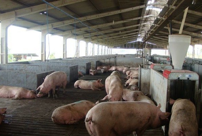 Relatório anual avalia bem-estar de suínos na indústria brasileira