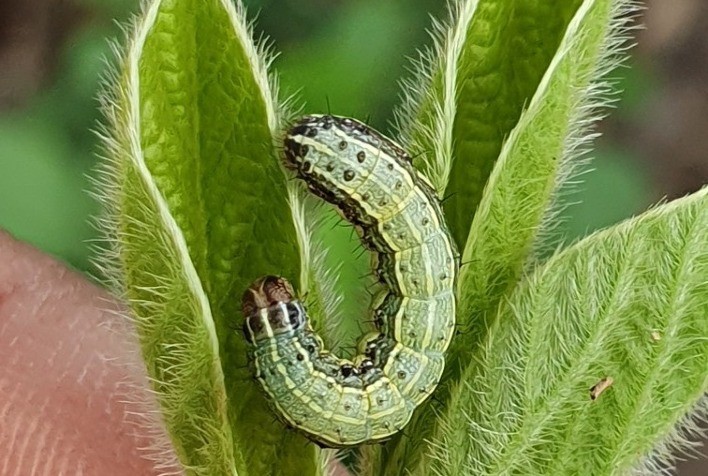 Controle de pragas: Baculovírus se consolidam na agricultura por boa sinergia com químicos e controle efetivo de lagartas, dizem pesquisadores