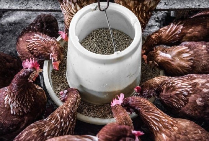 Uso de carotenoides reduz custo da ração animal para pequenos e médios produtores