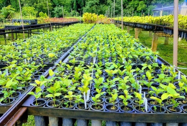 Ipês se adaptaram geneticamente à seca, aponta pesquisa da UFLA