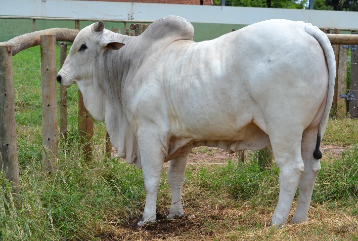 Reprodutores Nelore avaliados pelo PMGZ em oferta no Leilão Indústria de Touros