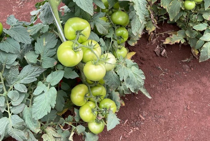 Tomaticultura: Com nova molécula, inseticida mostra resultado surpreendente no controle da traça-do-tomateiro, a principal praga da cultura