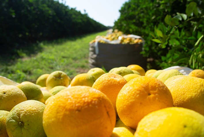 Citros: Com demanda abaixo da oferta, laranja pera se desvaloriza