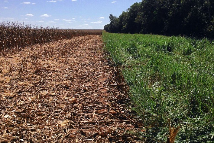 Arrendamento é alternativa eficiente para reforma de pasto