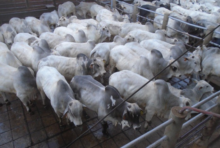 Circuito Nelore de Qualidade 2021 avalia 1.213 machos em Andradina (SP)