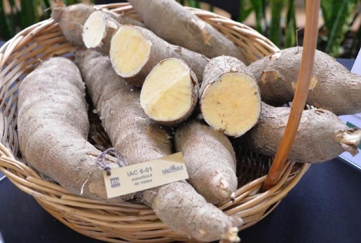 IAC lança seis cultivares de feijão e quatro de mandioca