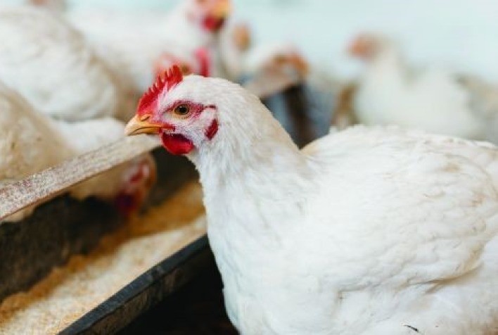 Em São Paulo, frango vivo sofre segunda baixa de preço do mês