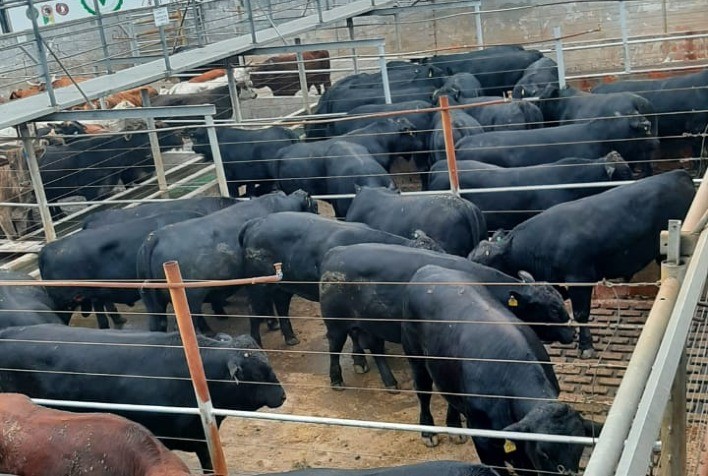 Condomínio Agropecuário Pernlochner e Grupo Sandri vencem concurso de carcaças do Frigorífico Verdi