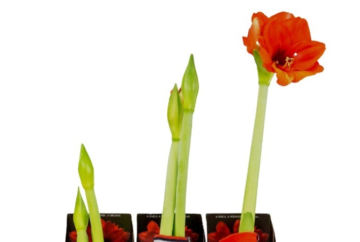 Embalagens tornam flores e plantas mais atrativas como presente de Natal