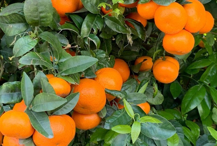 Uso de sensores nos pomares começa a se consolidar no Brasil