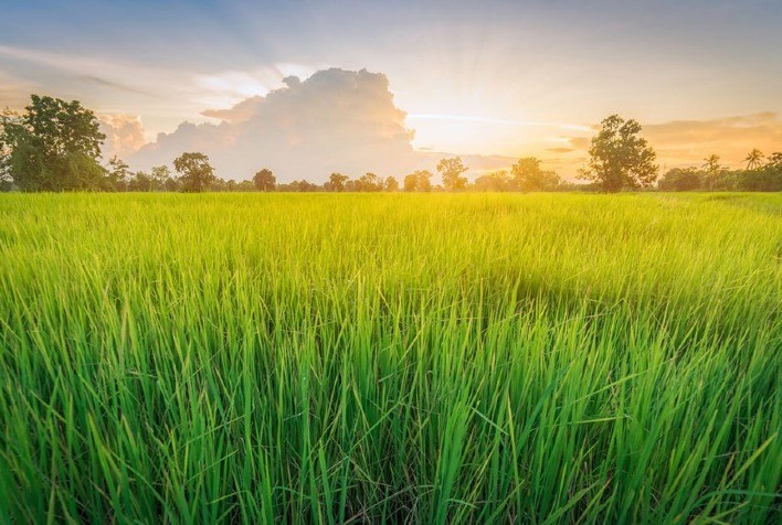 Mosaic Fertilizantes contribui para a pecuária produtiva e sustentável