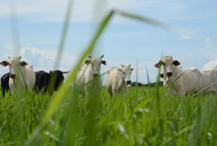 Produtor elogia desempenho positivo do cultivar Sabiá em sua área no período da seca