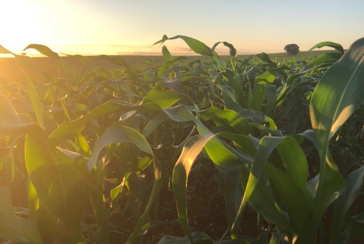 Safra 2021-22: Sipcam Nichino lança tecnologia multiculturas, com evento sobre desafios no manejo de fungicidas em algodão e milho