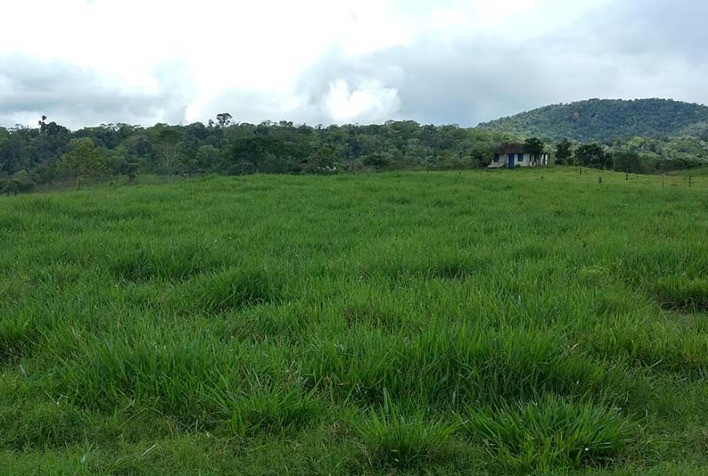 Implantação de Pastagens: 8 perguntas comuns
