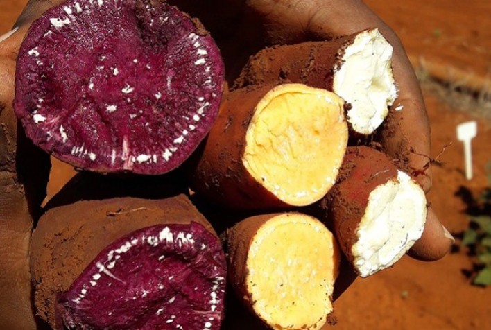 Pesquisa desenvolve batatas-doces coloridas e biofortificadas