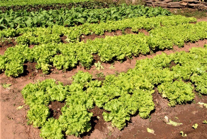 Emater-MG incentiva adubação orgânica em Iturama, no Triângulo Mineiro
