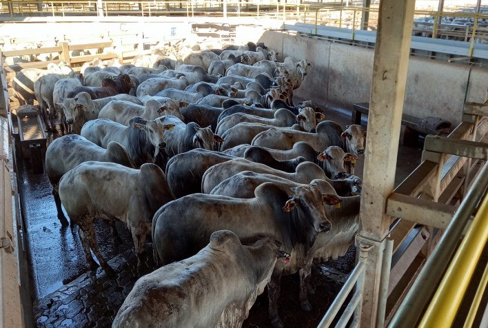 Campo Grande (MS) teve 706 machos em avaliação na 25ª etapa do Circuito Nelore de Qualidade