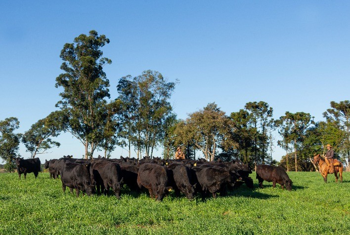 Fazenda Rio da Paz vence Mérito Genético Angus pelo segundo ano consecutivo