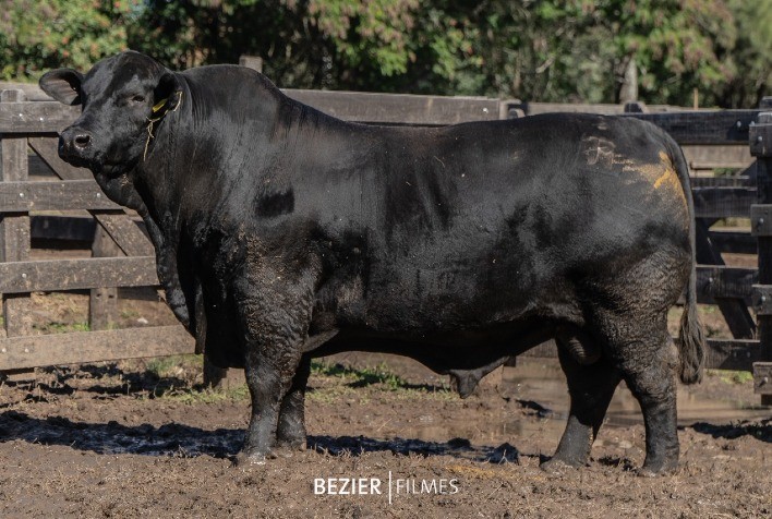 Brangus: touro brasileiro da JMT é escolhido melhor do continente