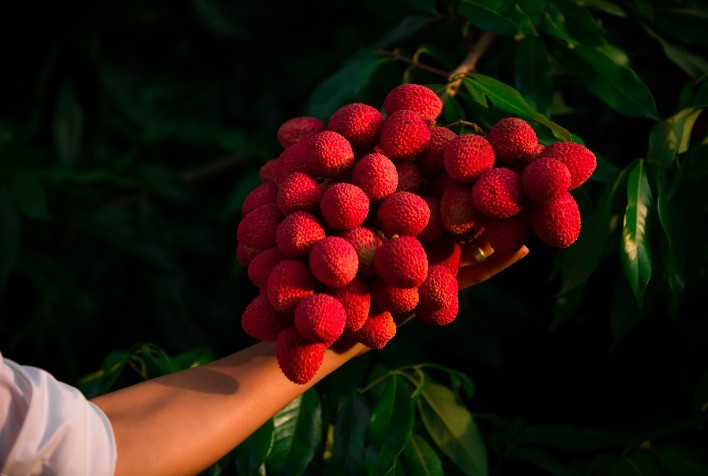 Tema de episódio da série "De Lá Pra Cá" traz o minucioso e pouco conhecido cultivo de lichia no Brasil
