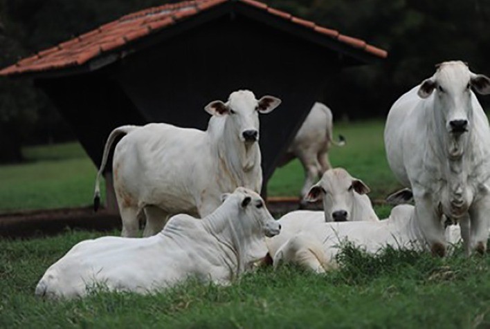 Queda do poder de compra do pecuarista freou avanço da área de alimentação animal