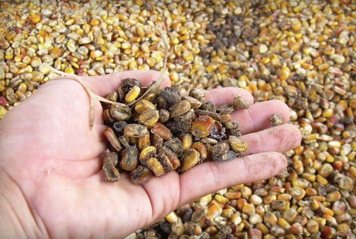 Como adsorver micotoxinas na produção animal