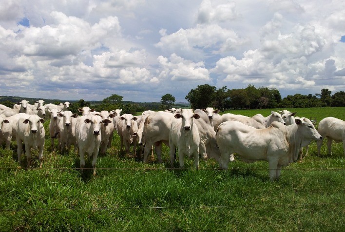 Ofertas de compras com preços menores no mercado do boi gordo