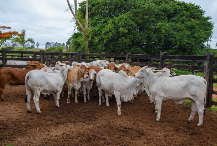Animais da 1ª Prova de Eficiência e Performance Brahman serão leiloados no dia 18