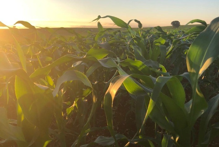 Molécula de última geração: Novo herbicida para o milho chega a 700 mil hectares tratados na primeira safra e entrega eficácia superior, mostram estudos