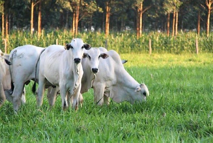 Fazendas da cadeia da carne que adotam tecnologias sustentáveis sequestraram mais carbono do que emitiram, aponta estudo