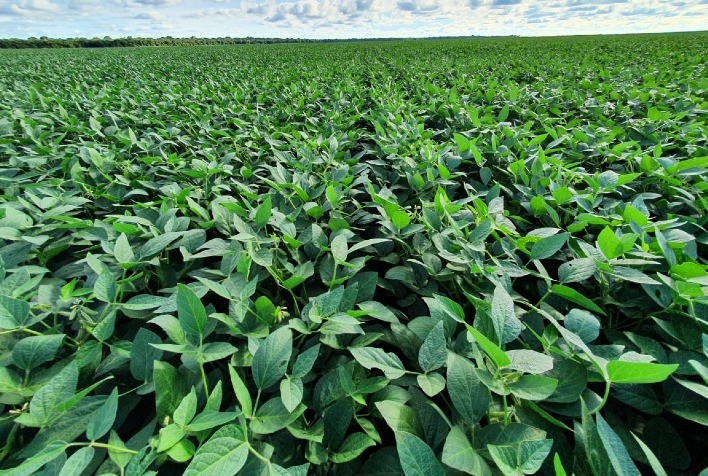 Pesquisas da Satis levam novas soluções ao campo