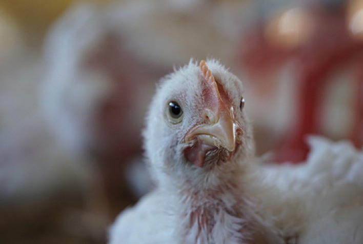 Eimeria acervulina tem incidência de 12% em aves monitoradas pelo Sistema AVIS, da Phibro