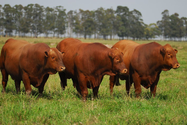 Associação Internacional de Criadores de Montana encerra 2021 com associados de 8 estados e do Uruguai
