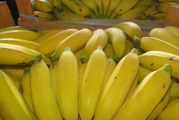 Emater-MG incentiva produção de banana orgânica em Sabará, Região Metropolitana de BH