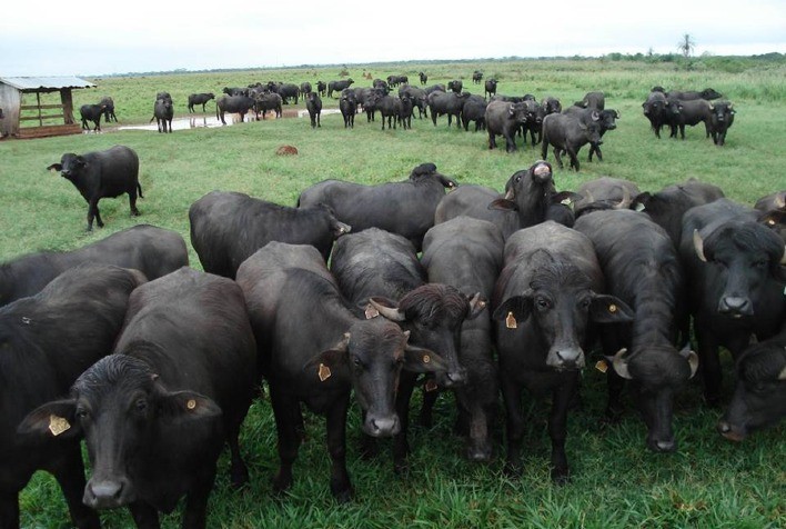 Precisamos falar sobre búfalos