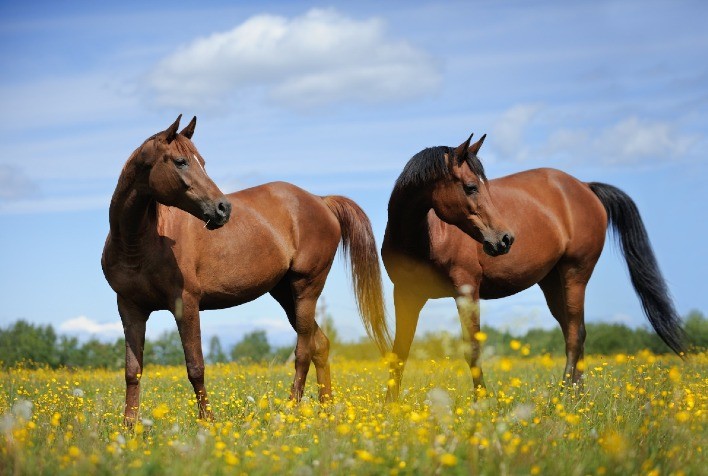 Manejo de vermifugação é peça-chave para a saúde e o desempenho dos cavalos