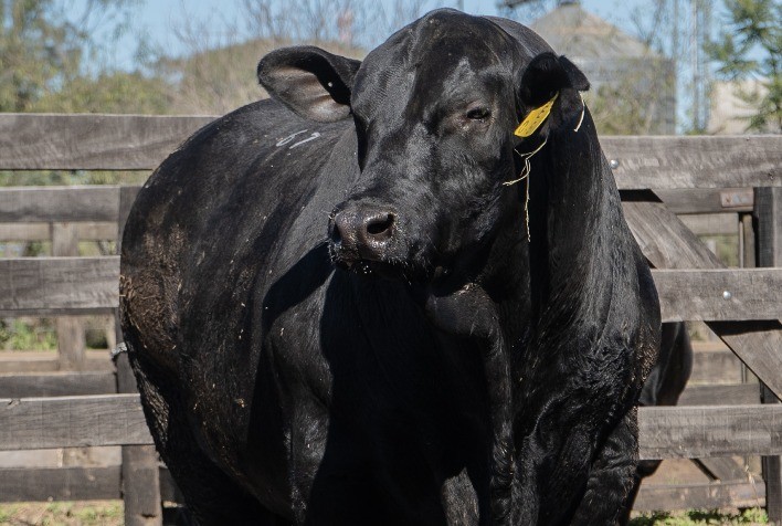 Touro Brangus da JMT é escolhido o melhor do mundo