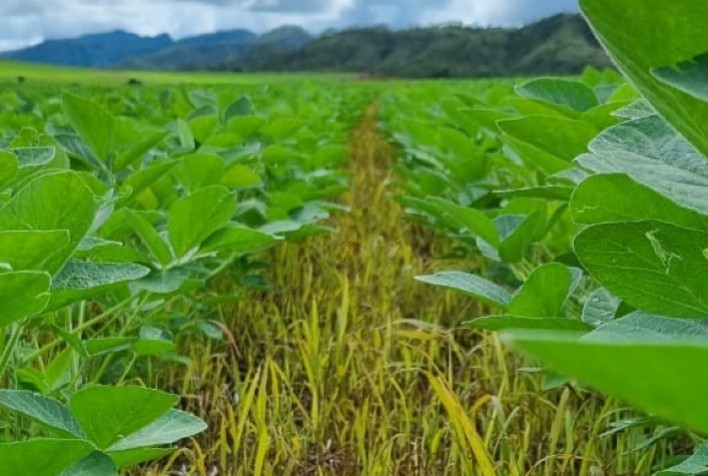 Integração de lavoura e pecuária potencializa uso do solo no Legado Verdes do Cerrado