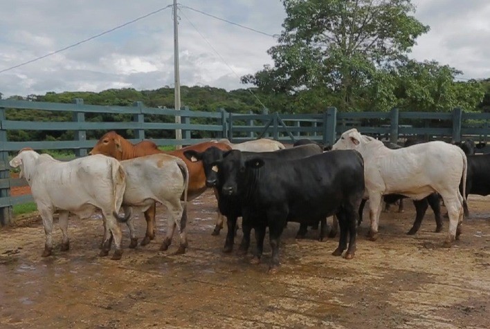 Casa Branca Agropastoril realiza 1ª Prova de Desempenho de Fêmeas com foco na eficiência alimentar