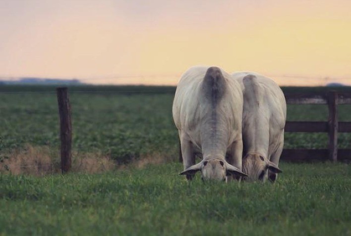 Ritmo compassado no mercado do boi gordo