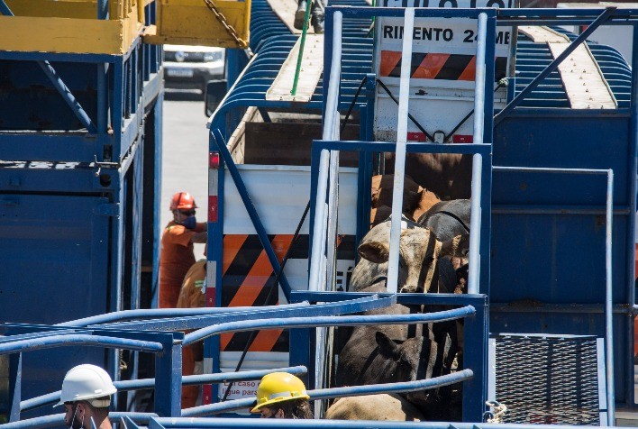 Rio Grande do Sul embarca mais de 11 mil terneiros para o Egito