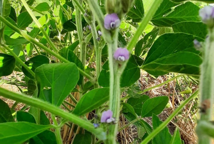 Produtos para florescimento da Fertiláqua oferecem nutrientes específicos que potencializam a rentabilidade da soja