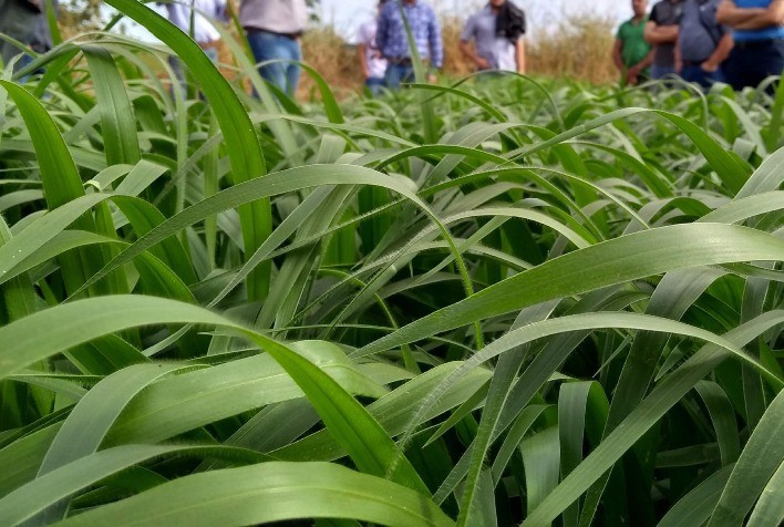 A Brachiaria híbrida cv. Mulato II superou as expectativas e demostrou um bom desempenho mesmo em período de seca