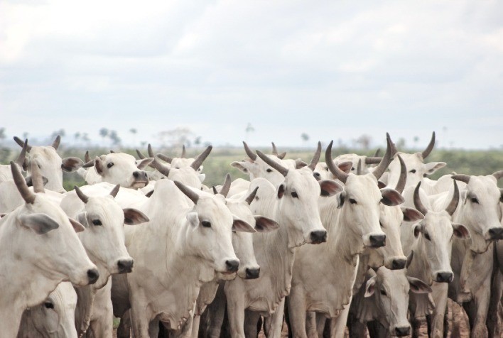 Sucesso do ciclo reprodutivo das vacas de corte depende do escore ao parto e estação de monta