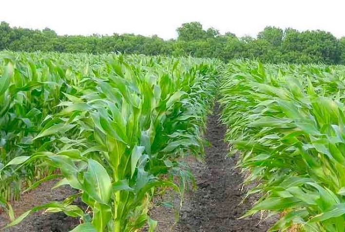 Uso de técnicas agrícolas sustentáveis posicionam produção de milho de pipoca em Mato Grosso entre as dez mais eficientes do mundo