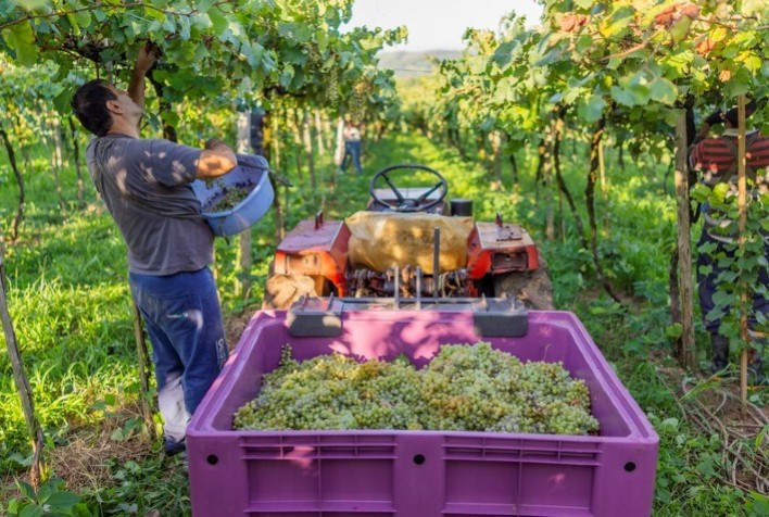 Cooperativa Vinícola Garibaldi inicia recebimento da safra da uva 2022