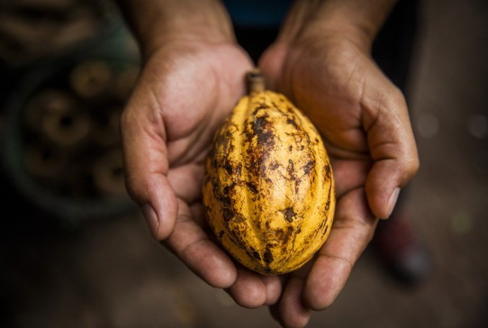 Cacau sustentável do Pará se destaca na qualidade em premiações nacional e internacional