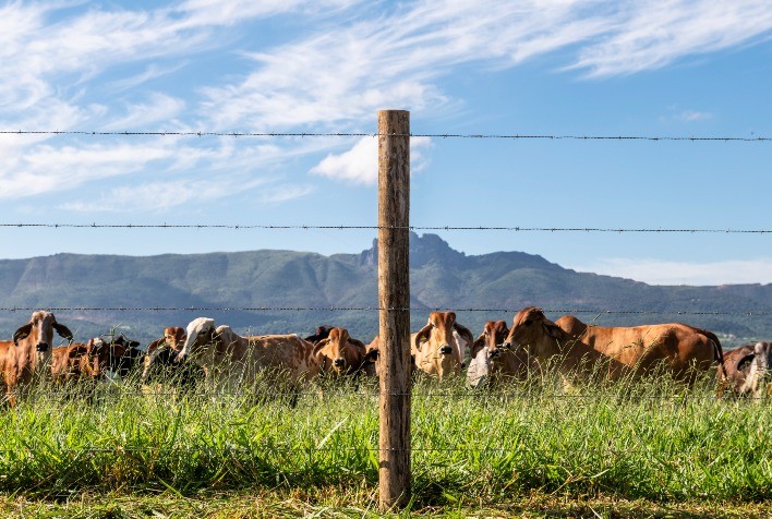 Boi gordo: poucos compradores ativos em São Paulo